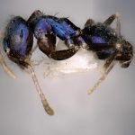 Congress Candidate Sriganesh Secures Victory in Secunderabad Cantonment Bypoll