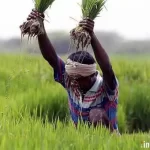 Odisha Implements NEP 2020 with Localization