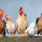 Google-Backed Fund Awards Grants to Four Indian Organizations for AI-Driven Climate Solutions