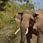 Boy Missing After Being Swept Away in Koel River, Two Others Rescued