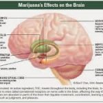 Shah Rukh Khan Announces He Has Quit Smoking