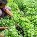 Shah Rukh Khan Announces He Has Quit Smoking