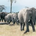 Odisha CM Orders Advance Rice Distribution for PDS Users