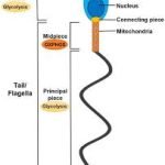 Gyan Chaturvedi’s Acclaimed Novel ‘Pagalkhana’ Now Available in English