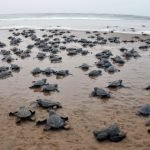 TPCODL Lineman Brings Pride to Odisha