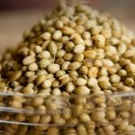 Guar Seed Futures Decline Amid Ample Supplies