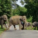 Massive Rallies Held Across Odisha to Raise Awareness on Subhadra Scheme