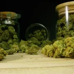 Odisha Farmers Begin Malaysia Study Tour