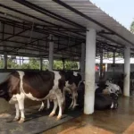 Odisha Forms Panel to Study Kotia