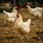 KIMS Cures Skin Lymphoma Using EBT