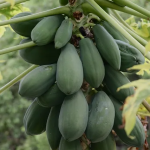 Heavy rain batters Odisha, system intensifies