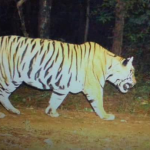 Odisha, NITI Aayog align for 2036