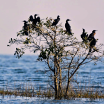 Odisha’s industrial vision boosts investor confidence